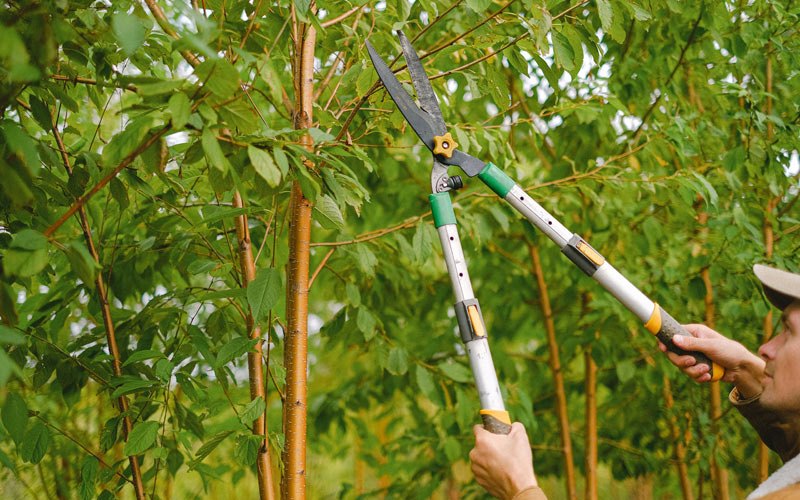 Tree trimming in Kit Carson, CO